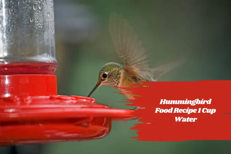 Hummingbird Food Recipe 1 Cup Water